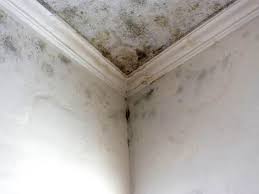 Prince Frederick, MD Mold Removal & Remediation Company